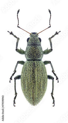 Beetle Eusomus ovulum on a white background photo