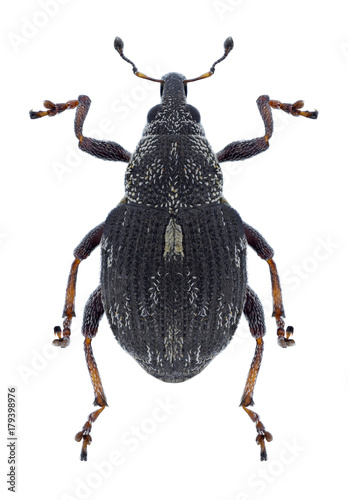 Beetle Rhinoncus perpendicularis on a white background