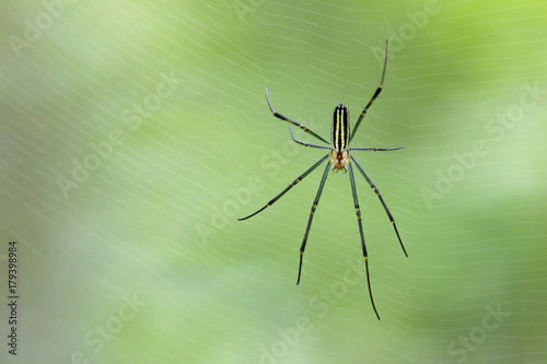 Image of spider in the net. Insect Animal