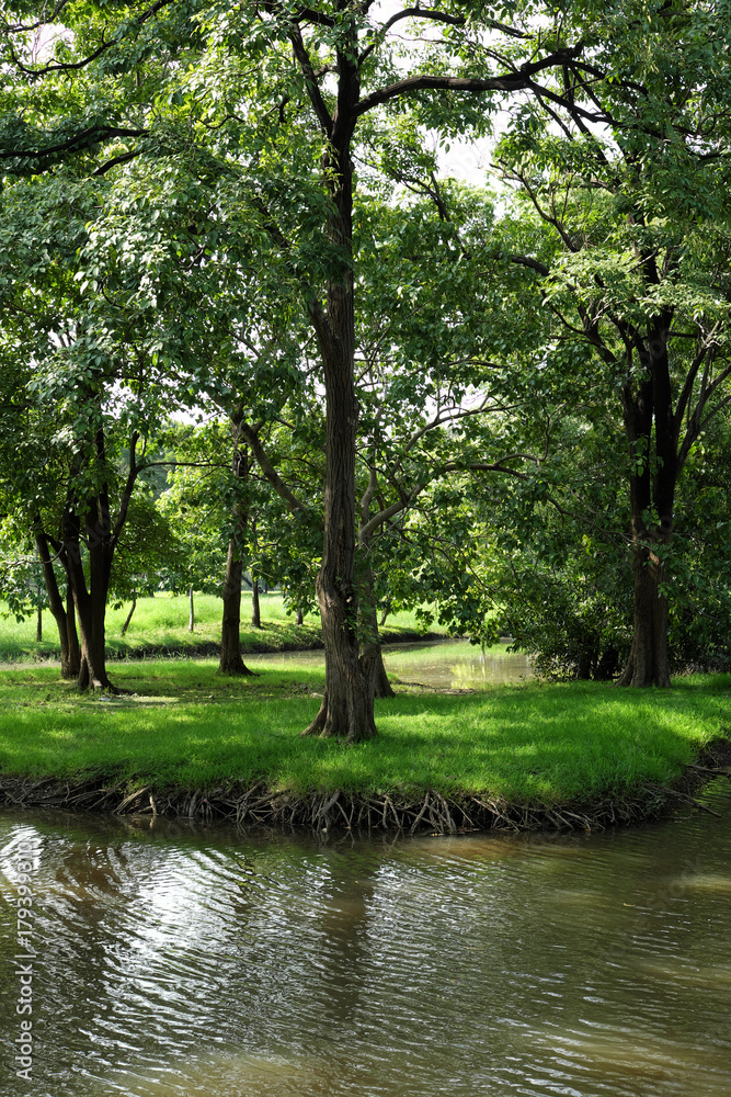 Obraz premium green trees in the park