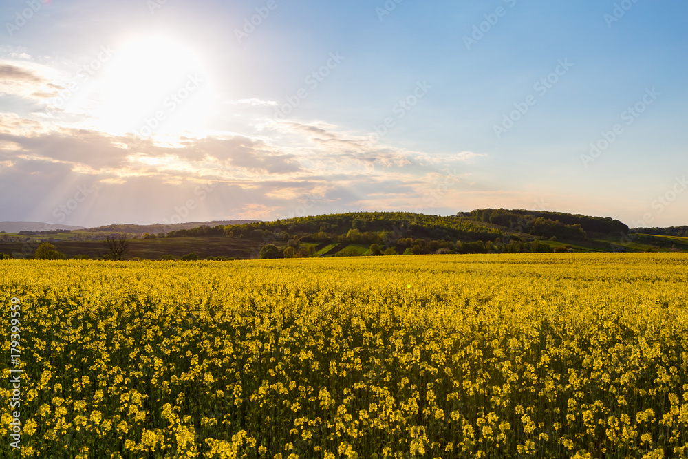 Fototapeta premium landscape, Ukrainian landscape, sunset in the field, apple blossom