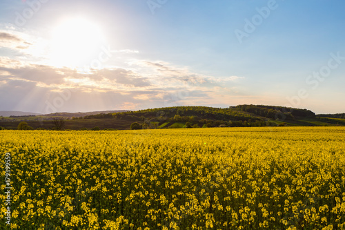 landscape  Ukrainian landscape  sunset in the field  apple blossom
