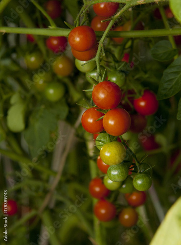 Red and green tomatoes in the greenhouse.