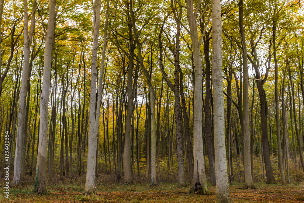 Fototapeta premium Gespensterwald Nienhagen
