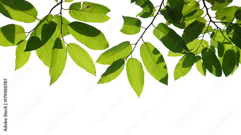 tree branch isolated tree branch isolated