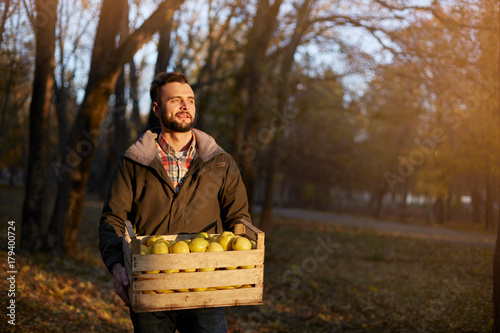 Man with wooden box of yellow ripe golden apples in the orchard farm. Grower harvesting in the garden is holding organic apple crate. Harvest Concept. Housewifely male bought fruits.