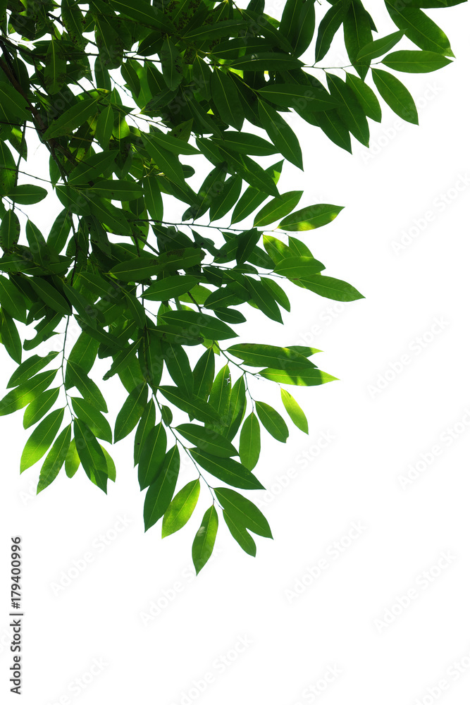 tree branch isolated tree branch isolated
