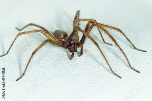 a big large male giant house spider on a white wall