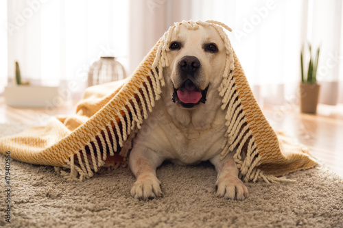 Fototapeta Naklejka Na Ścianę i Meble -  Cute dog at home