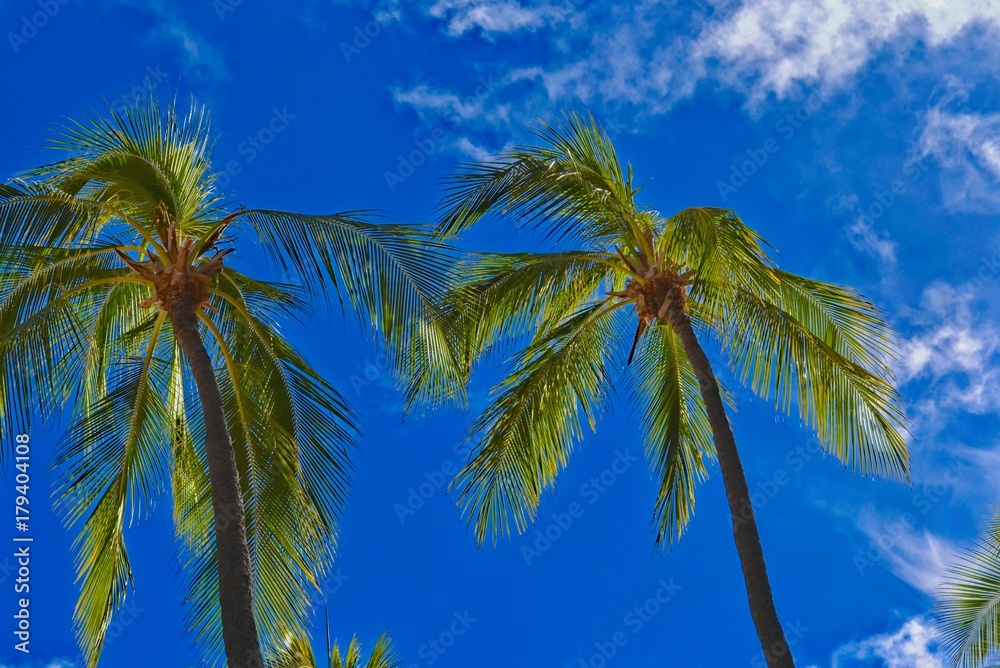 Tall coconut palm trees on Waikiki Beach Tall coconut palm trees on Waikiki Beach