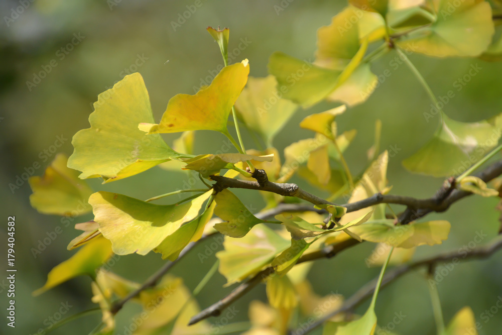 Autumn Leaves (Gingko) Autumn Leaves (Gingko)