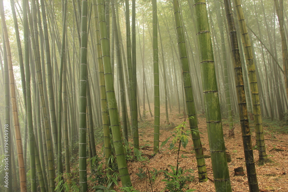 Fototapeta premium Bamboo Sea