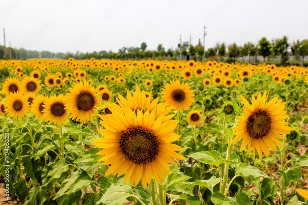 Obraz premium Sunflower