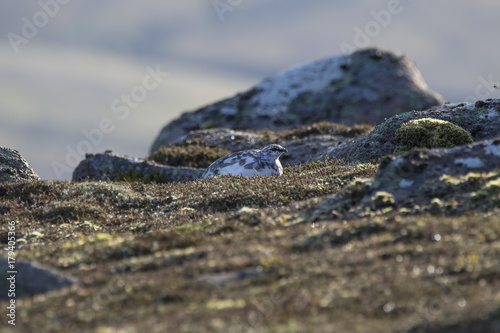 ptarmigan group with winter coat on heather mountain