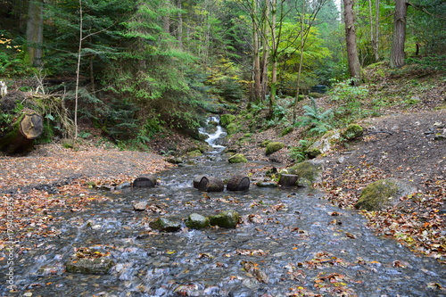 Woodland stream