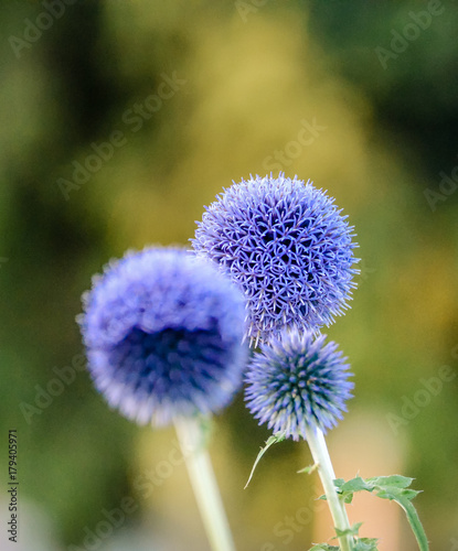 Beautiful blue thistle flower.