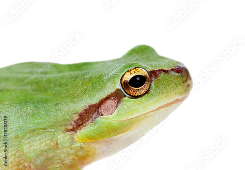 Green frog with bulging eyes golden