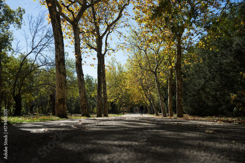 Paseo entre los árboles teñidos de otoño © David