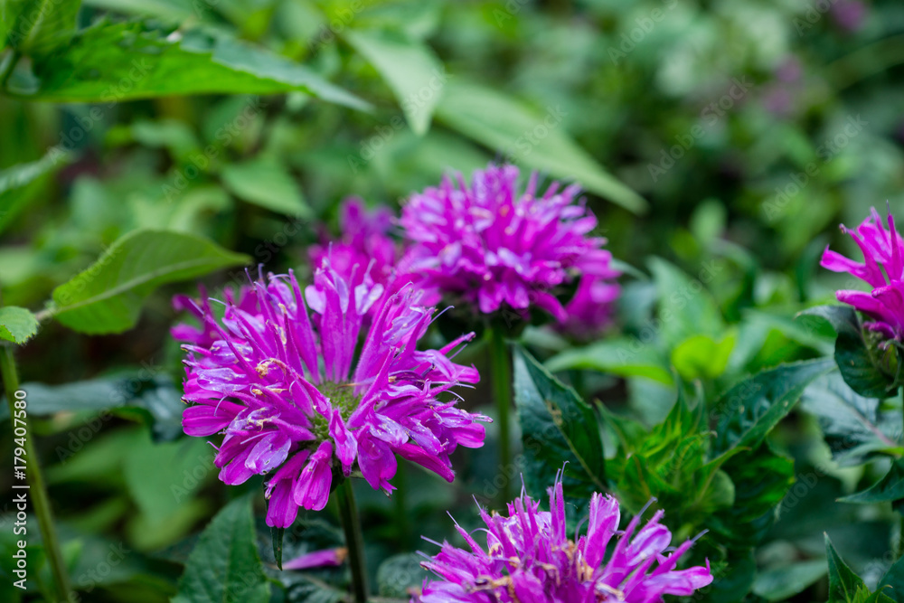 Crimson beebalm (Monarda) growing in the garden. Shallow depth of field.