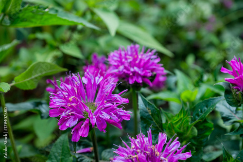 Crimson beebalm (Monarda) growing in the garden. Shallow depth of field.