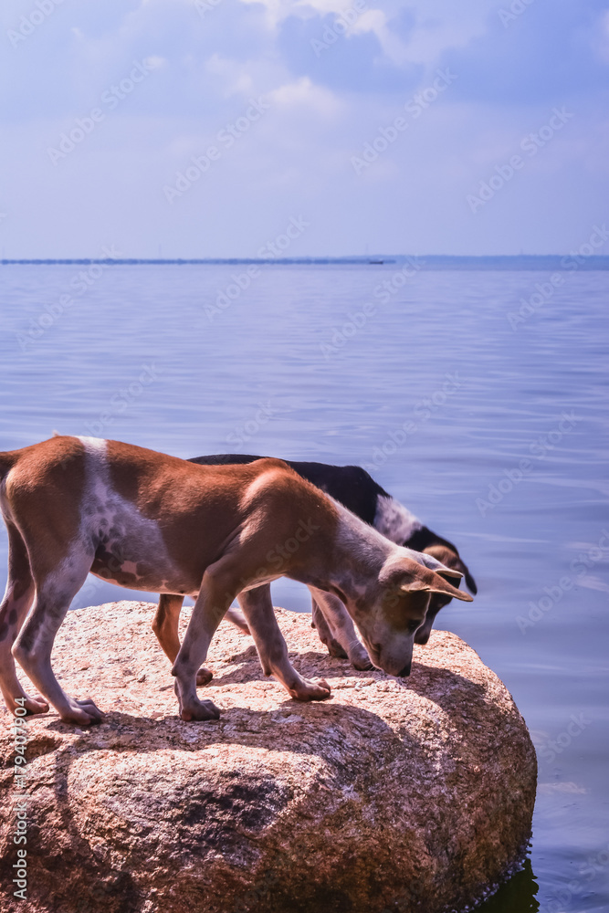 pups by the lake Puttalam Sri Lanka 