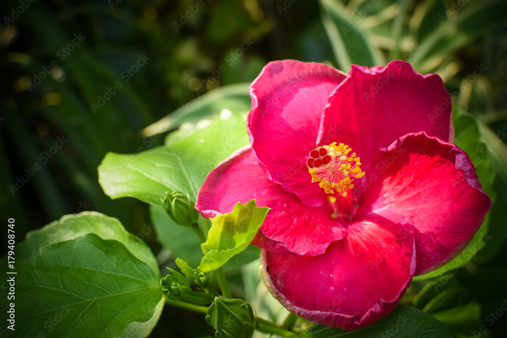close up red hibiscus flower or Chinese rose close up red hibiscus flower or Chinese rose