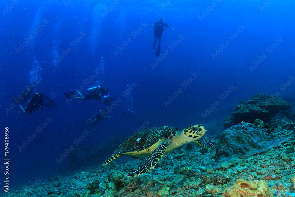 Hawksbill Sea Turtle and scuba divers
