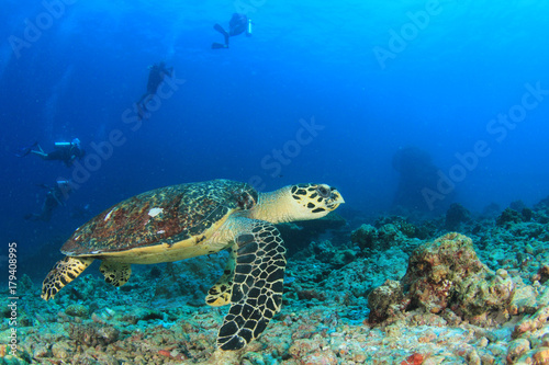 Fototapeta Naklejka Na Ścianę i Meble -  Hawksbill Sea Turtle and scuba divers