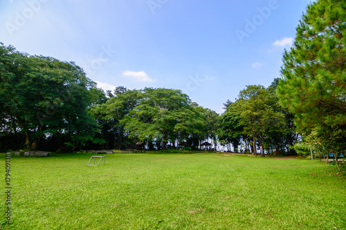 green lawn and trees in garden landscape © Pattadis