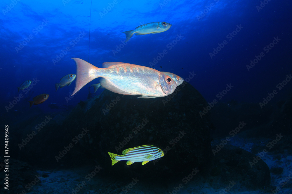 Fish school in ocean. Snapper fish on coral reef