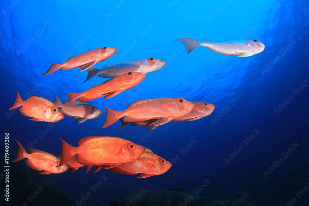 Fish school in ocean. Snapper fish on coral reef Fish school in ocean. Snapper fish on coral reef