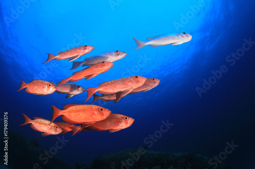 Fish school in ocean. Snapper fish on coral reef