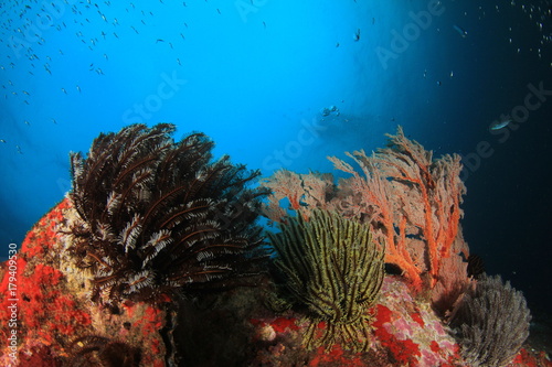 Coral reef underwater and tropical fish