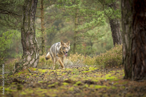 young wolf into forest photo