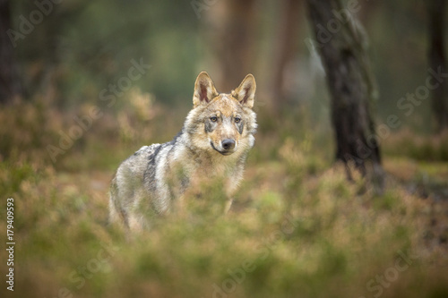 young wolf into forest