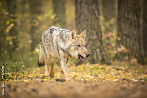 young wolf into forest