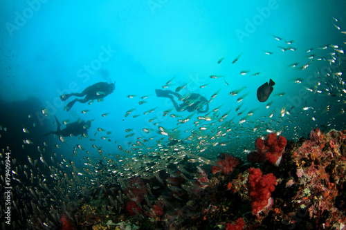 Fototapeta Naklejka Na Ścianę i Meble -  Scuba diving. Scuba divers explore coral reef underwater