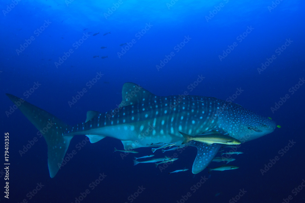 Whale Shark Whale Shark