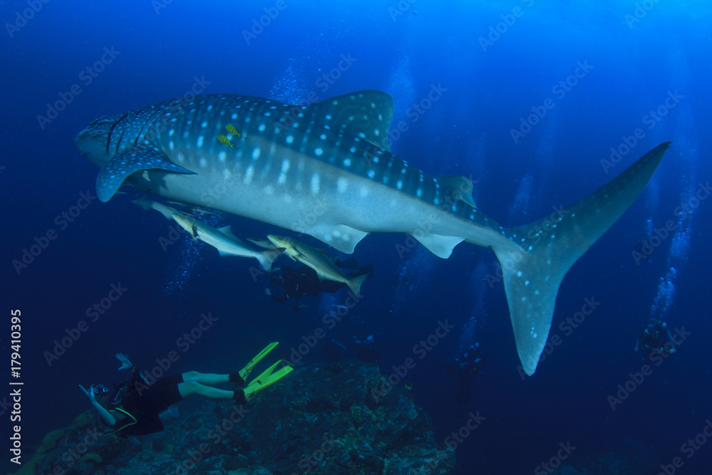Obraz premium Whale Shark and scuba divers