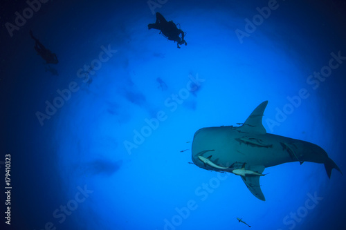 Fototapeta Naklejka Na Ścianę i Meble -  Whale Shark and scuba divers