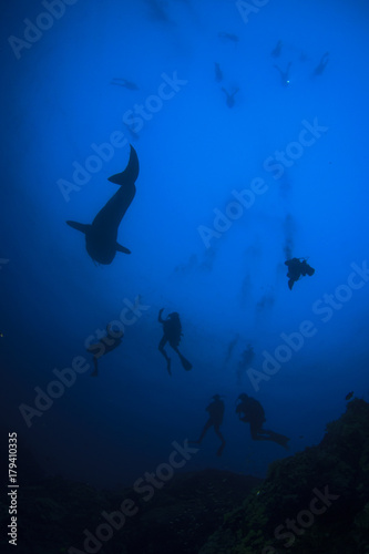 Whale Shark and scuba divers © Richard Carey