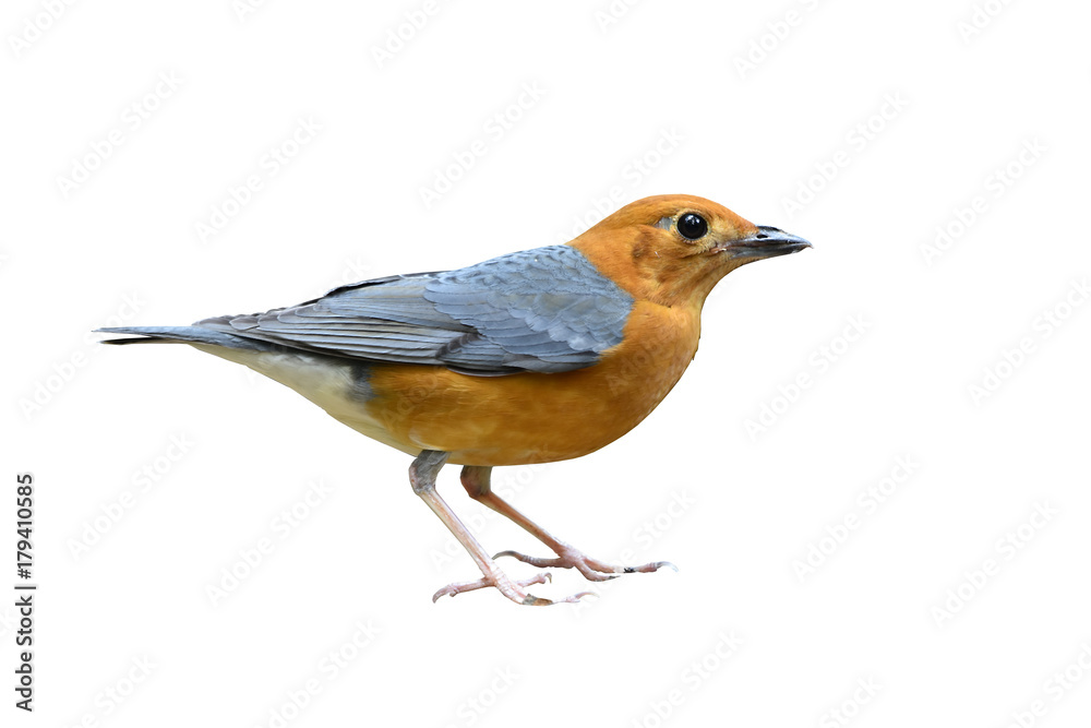 Orange-headed thrush (Geokichla citrina) beautiful orange bird with grey wings isolated standing on white background, amazing nature