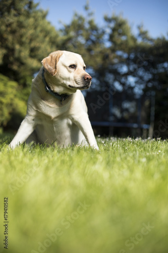 Dog, Labrador Retriever 