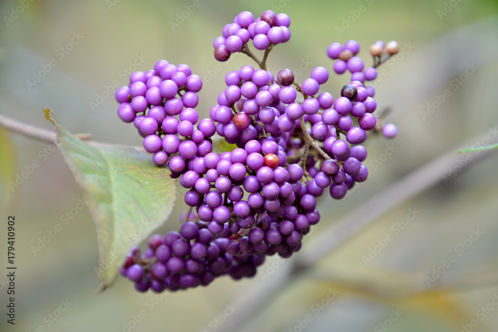 Callicarpa Cathayana