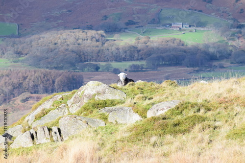 Herdwick Sheep photo