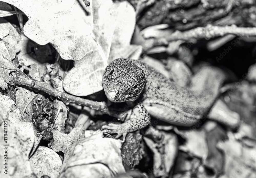 Obraz premium black and white image with lizard