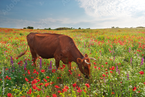 Cow in meadow.