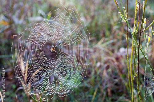 Autumn wet spider net