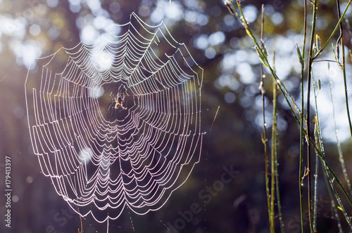 Autumn wet spider net