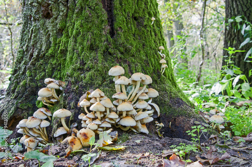 Lots of sulphur tuft mushrooms